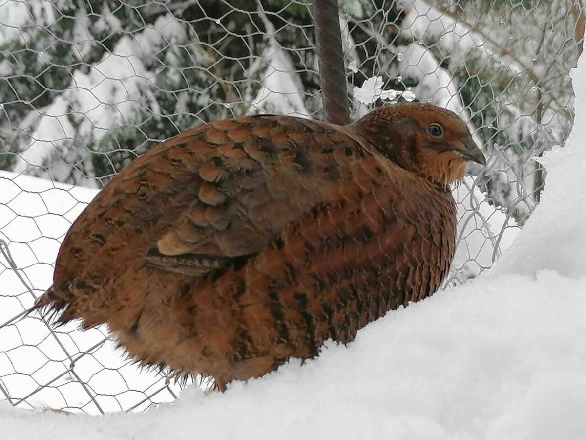 فايدو Appartamento Accogliente Di Montagna A Cavagnago المظهر الخارجي الصورة